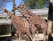De giraffen leken allemaal op elkaar